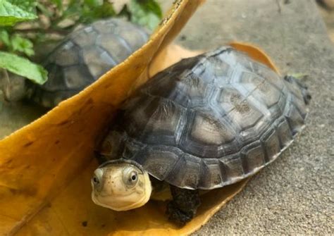 養烏龜 注意事項|龜奴必看：7個養龜技巧